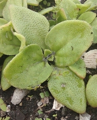 Mesembryanthemum crystallinum