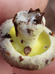 Hypomyces luteovirens