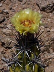 Corynopuntia invicta