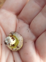 Hypomyces luteovirens