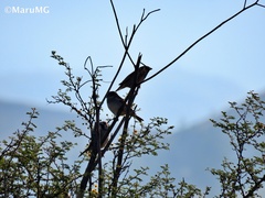 Passer domesticus domesticus