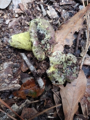 Hypomyces luteovirens