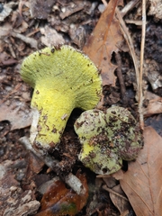 Hypomyces luteovirens