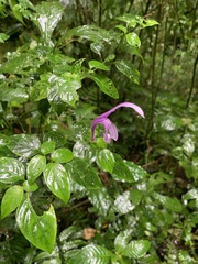 Hypoestes phyllostachya