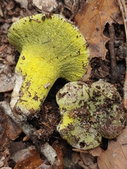 Hypomyces luteovirens