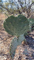 Opuntia robusta