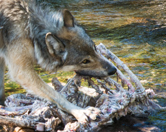 Canis lupus occidentalis