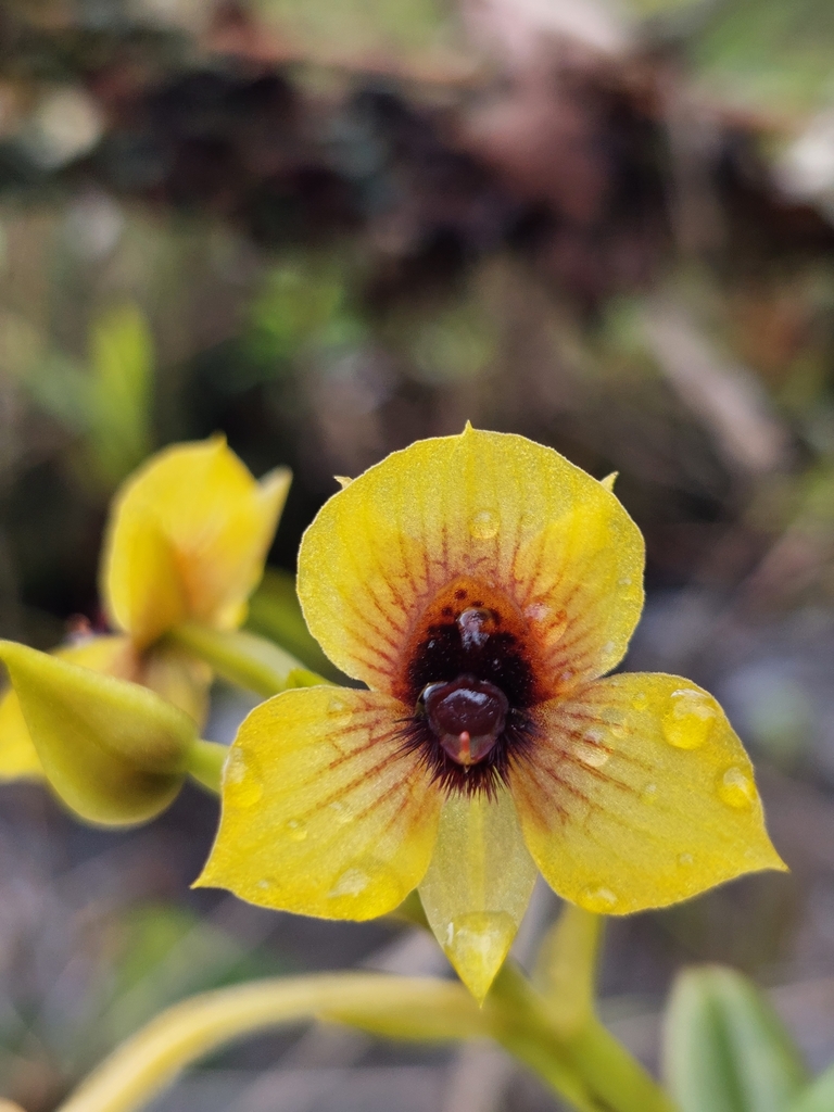 Telipogon wallisii