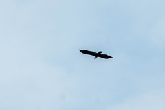 Cathartes melambrotus