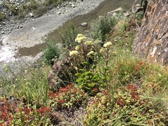 Hylotelephium caucasicum