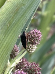 Euschistus circumfusus