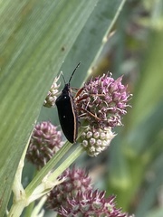 Euschistus circumfusus