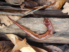 Gyrinophilus porphyriticus