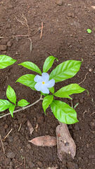 Tabernaemontana divaricata