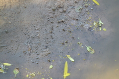 Brachygastra lecheguana