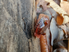 Gyrinophilus porphyriticus