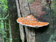 Pycnoporellus fulgens
