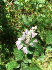 Allium kunthianum