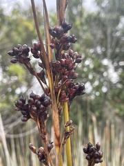 Juncus acutus leopoldii