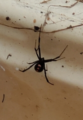 Latrodectus