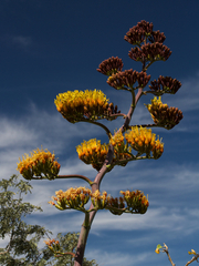 Agave aurea