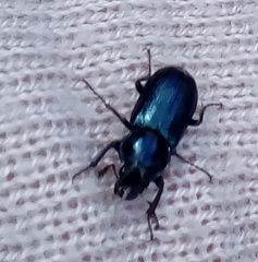 Platycerus caraboides