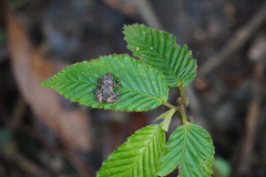 Diasporus diastema
