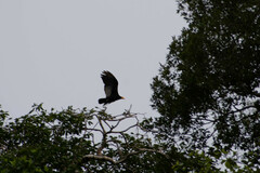 Cathartes melambrotus