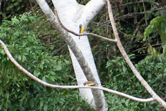Tyrannidae