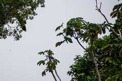 Cecropia