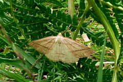 Petrophora chlorosata