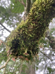 Epidendrum peperomia image