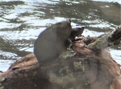 Sternotherus carinatus