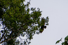 Cathartes melambrotus