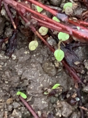Goldencarpet Buckwheat seedling