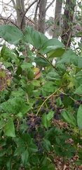 Ligustrum japonicum