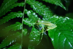 Espadarana prosoblepon