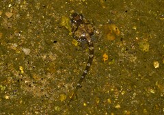 Thoropa miliaris