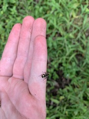 Dasymutilla munifica