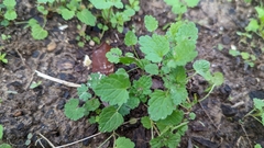 Lamium amplexicaule