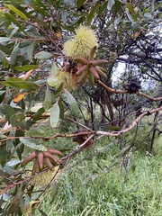 Eucalyptus conferruminata