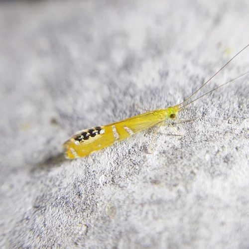 Nectopsyche gemmoides