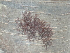 Frullania
