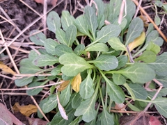 Thlaspi arvense