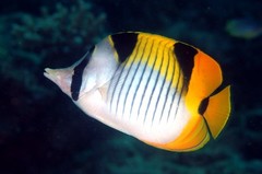 Blackwedged Butterflyfish photo 4