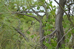 Fluvicola albiventer