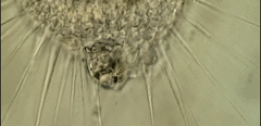 Actinosphaerium eichhornii