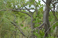 Fluvicola albiventer