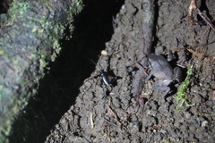 Eleutherodactylus