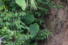 Caladium steudnerifolium